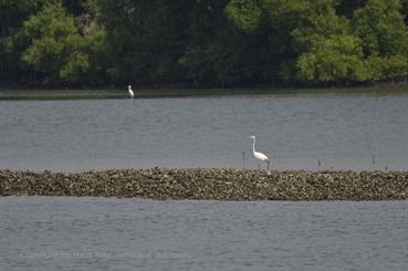 01 River_Sal_Cruise,_Goa_DSC6984_b_H600